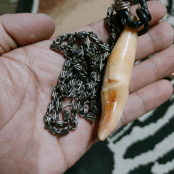 TARBER / taring beruang original kalung