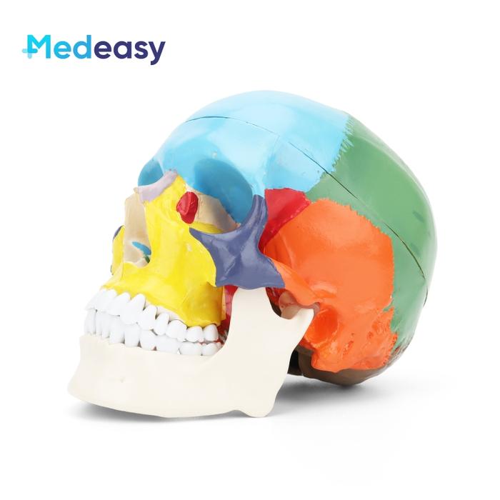 1:1 Manusia Anatomi Tengkorak Model Plastik Dewasa Anatomi Kepala
