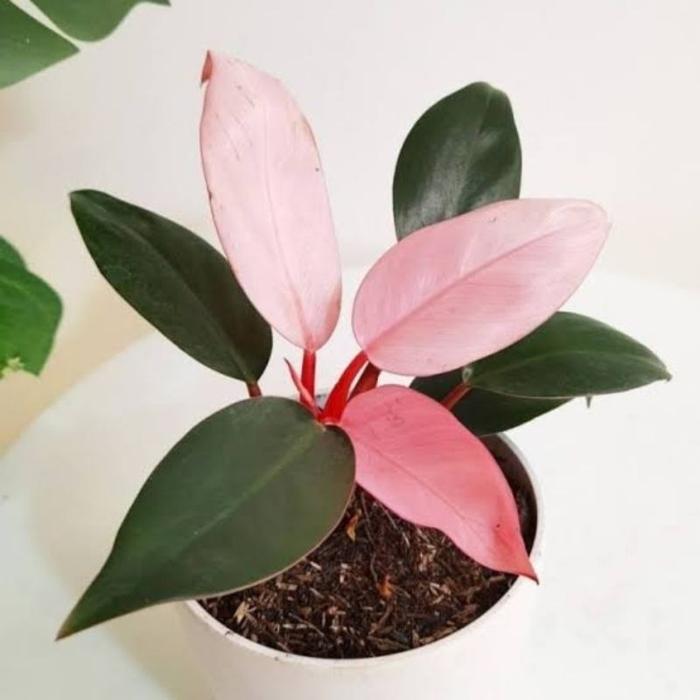 (Bisa Cod)Philo Pink Princess - Tanaman Hias Philo - Pink Princess - Phillo Murah Meriah