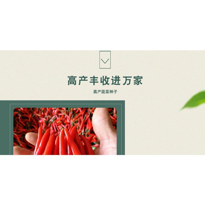 1500 Biji Bibit Cabai Rawit Red Cluster Pepper Benih Cabai Rawit Tumpuk Jepang Cabe Tumpuk Seeds