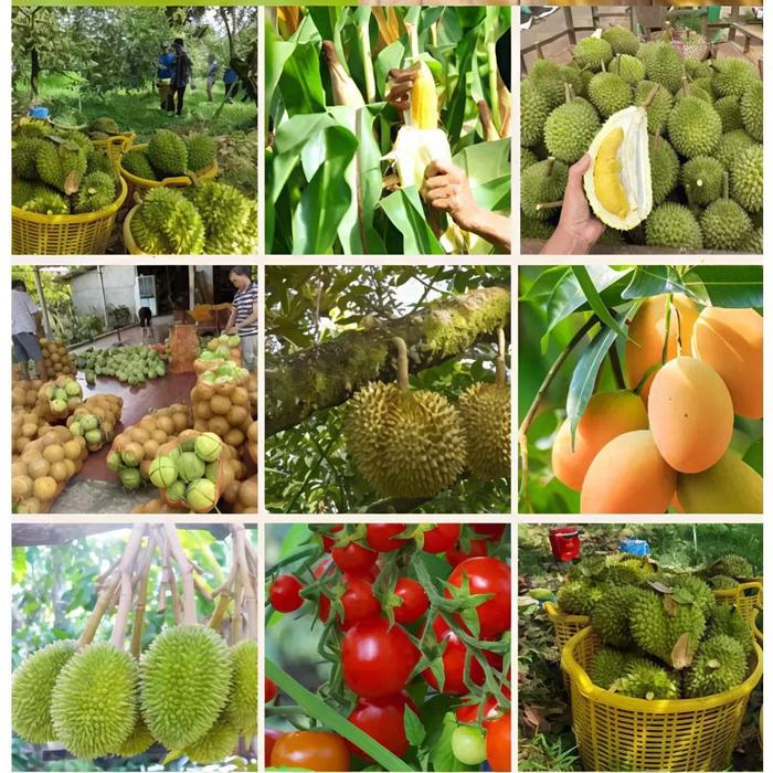 BIO BANZAI DASSHU Z1000 JAPAN 500gr pupuk organik jepang untuk pertumbuhan akar tunas bunga dan b h 