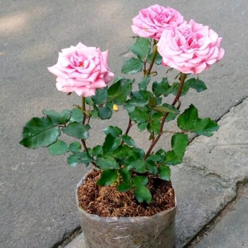 Tanaman hias mawar pink - bunga mawar pink - tanaman hidup - bunga asli