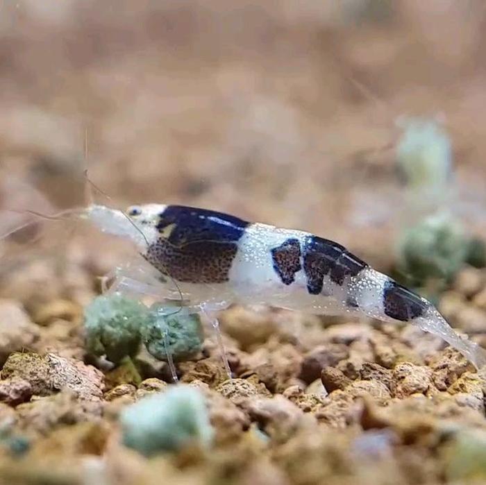 udang mambo bee sulawesi aquascape