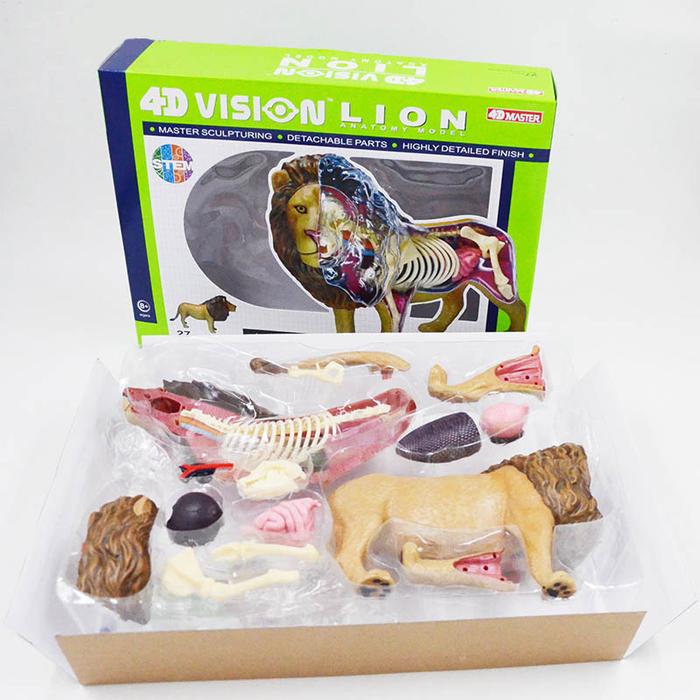 4D Master Lion Anatomy Model Teaching Model of Internal Organ Anatomy