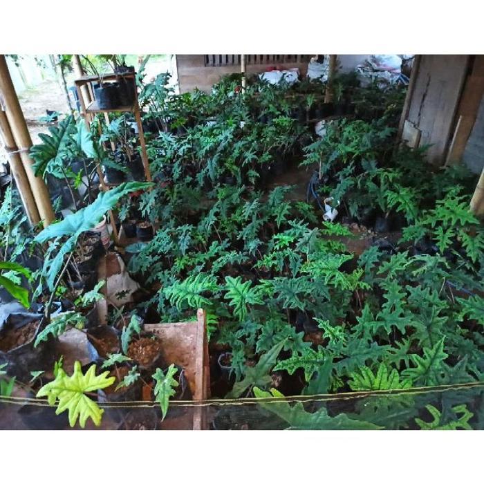 Ready Tanaman Alocasia Jacklyn Anakan (Alocasia Tanduk Rusa)