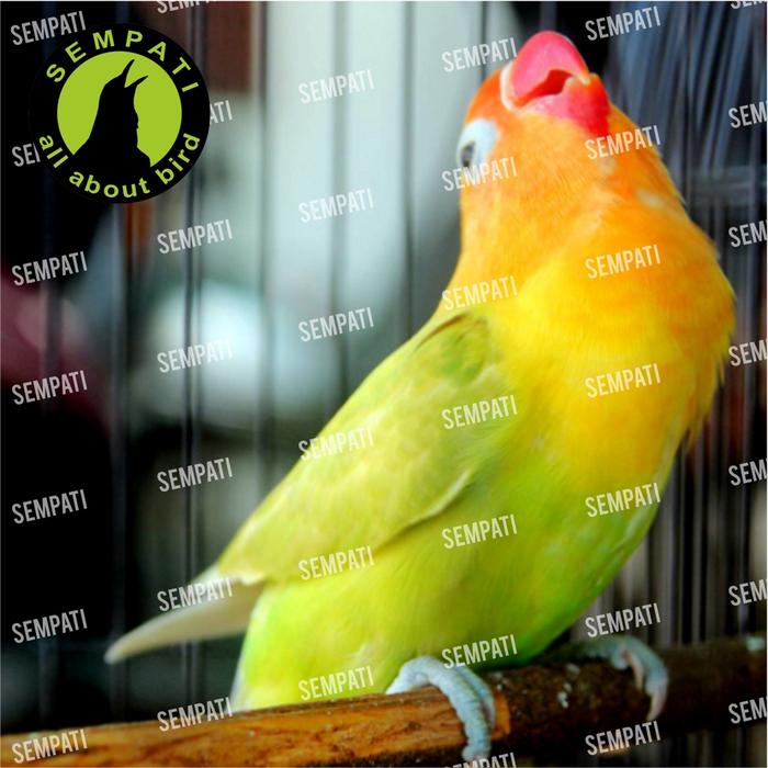 CIMBIO  TETES SUPER KICAU VITAMIN BURUNG MENINGKATKAN RAJIN
