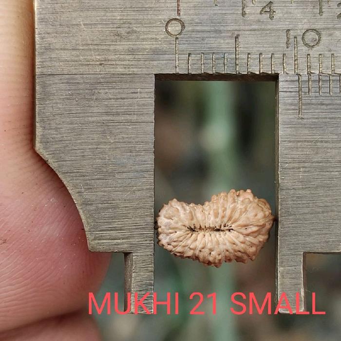 RUDRAKSHA MUKHI 21 SMALL SIZE KECIL LIONTIN RUDRAKSHA