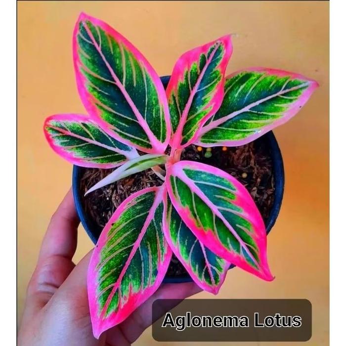 Aglonema Lotus Murah Bibit Bukan Bonggol (Bisa Cod)