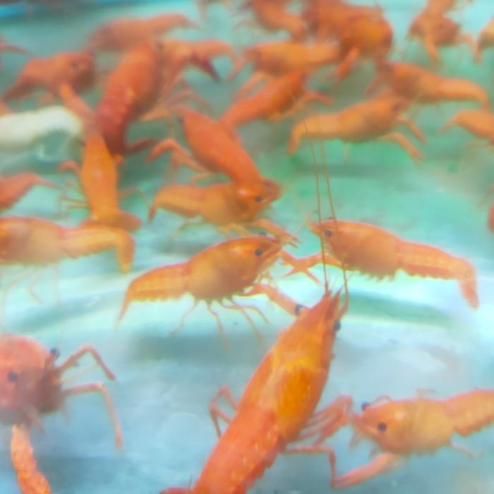 Hiasan Aquarium Lobster Merah Hias Tankmate Mantul