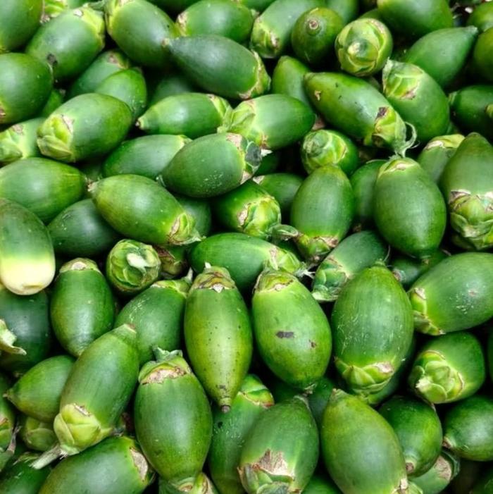 pinang muda obat tahan lama