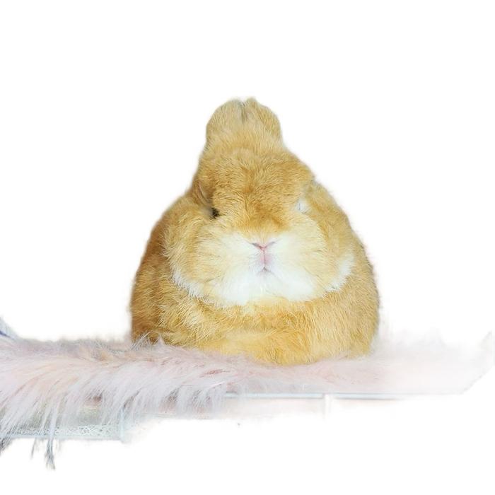 Kelinci Netherland Dwarf dewasa memiliki ciri fisik utama tubuh yang pendek dan kekar, kaki yang pen