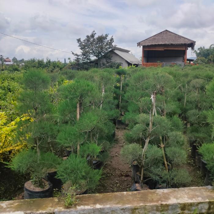 Tanaman cemara udang sudah bonsai tinggi 110cm keatas.