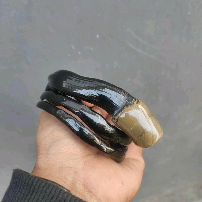 gelang akar Bahar hitam berserat ekor cabang berbonggol original