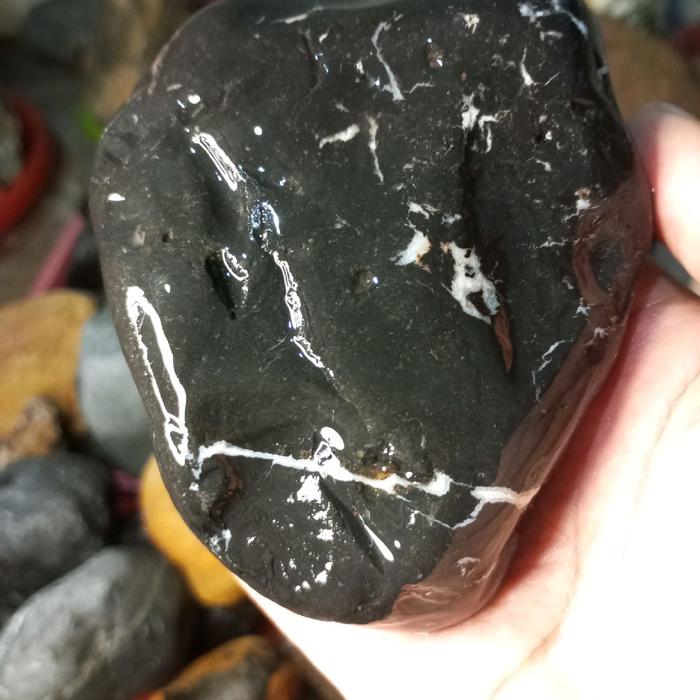 fosil kelor hitam dop ada tali putihnya