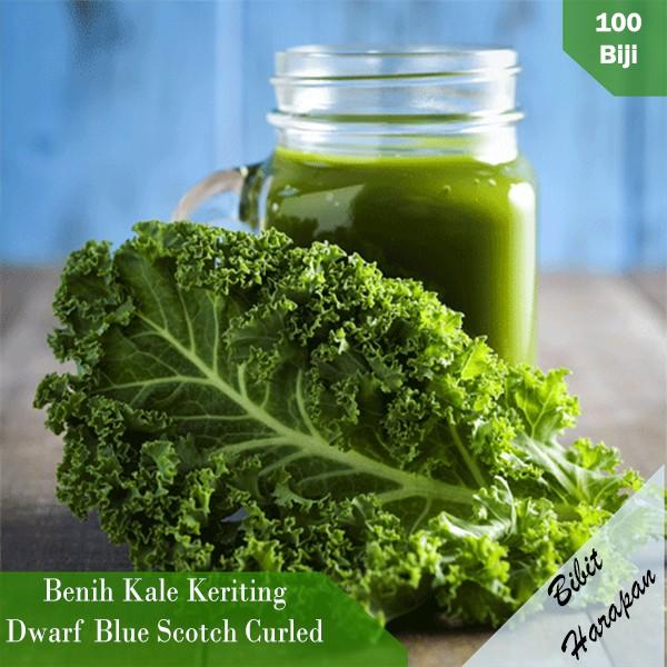 Benih Sayur Bibit Kale Keriting Dwarf Blue Scotch Curled Benih Bibit Unggul