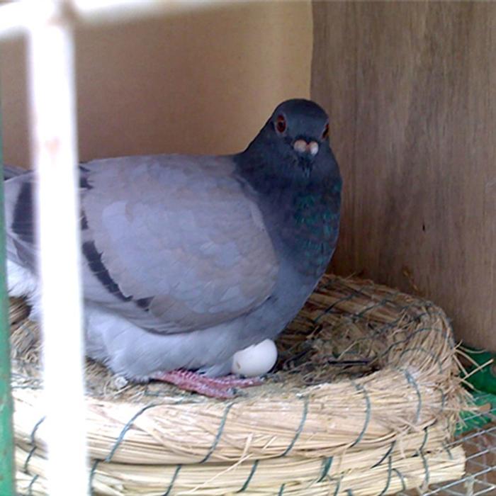 10pcs Telor Burung Merpati / Telor Replika / Telor Palsu / Telor Plastik Burung Merpati Dummy / Imit