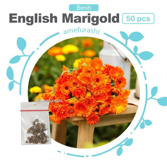 Benih Biji Bunga Lobelia Benih Biji Berkualitas Dan Termurah - English Marigold 50 Biji