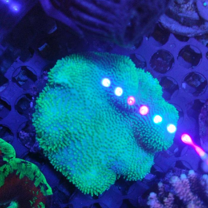 payungan bulu hijau coral
