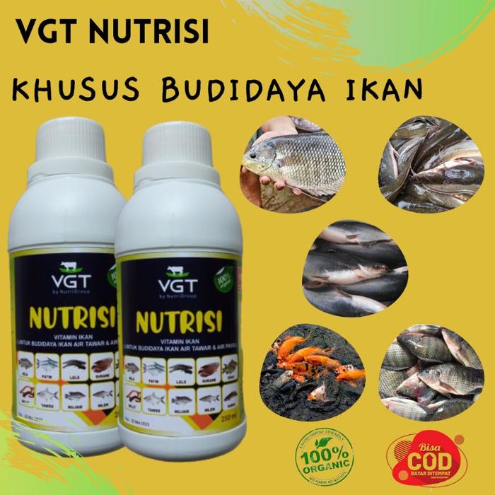 Cairan setan ikan Channa ys maru racikan treatment ikan Chana maru