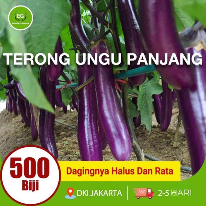 Benih Terong Ungu/Putih Panjang 500 Grain Jumbo