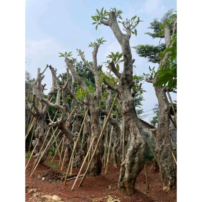 pohon pelindung Kamboja fosil