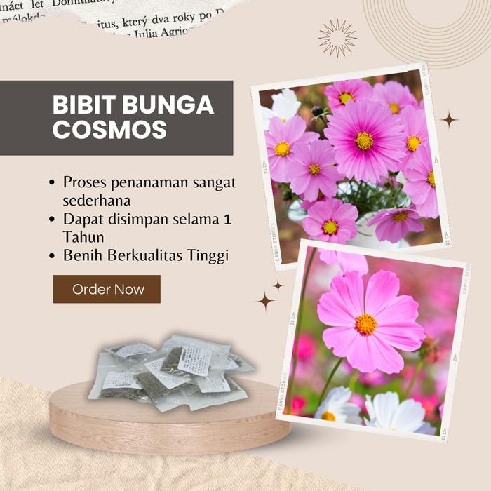 Benih Bibit Biji Bunga Cosmos Krisan Mesir Per 5gr 100 Biji/pack dan Bunga Krisan Delmatia/Bunga Ast