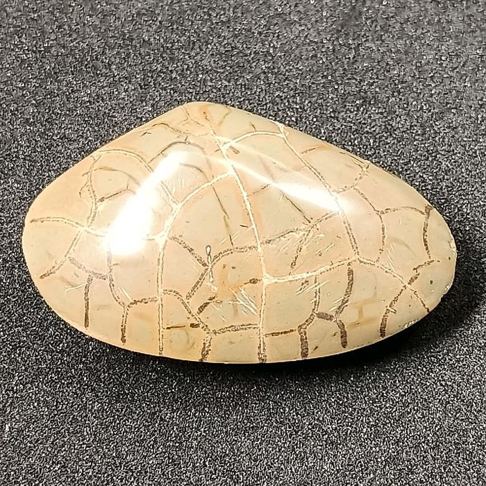 Batu Fosil Kerang Kijing Bungkem , Natural