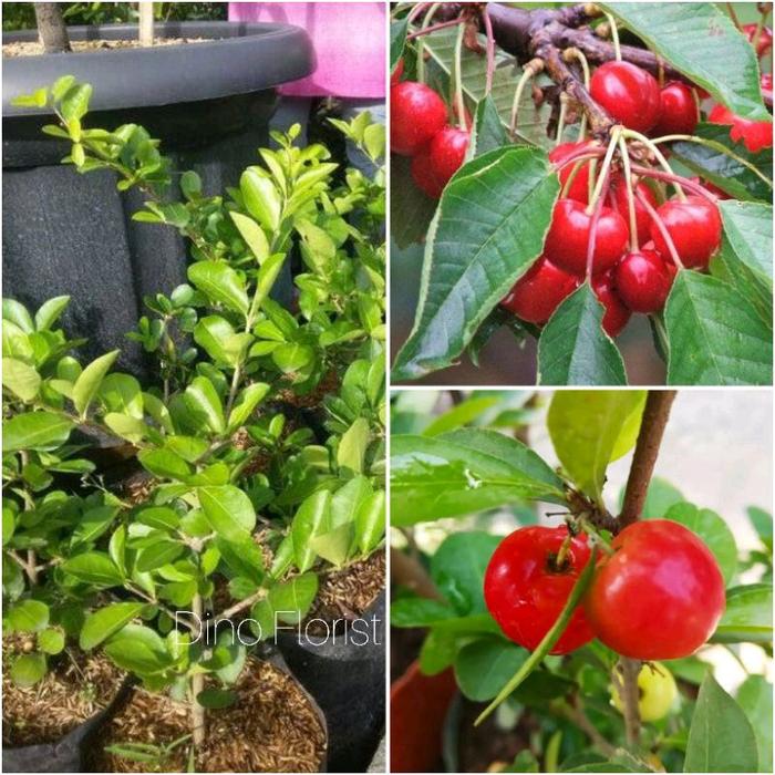 Bibit Cery Vietnam - Tanaman Buah Merah Segar untuk Taman dan Kebun Anda