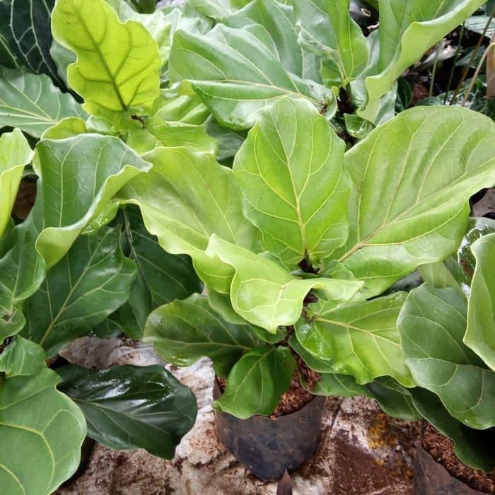 tanaman hias Ketapang biola cantik - pohon Ketapang biola cantik MURAH!!!