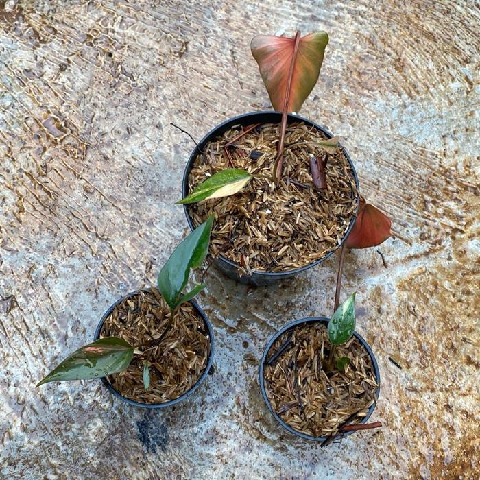 Homalomena pink diamond (small size real pict)
