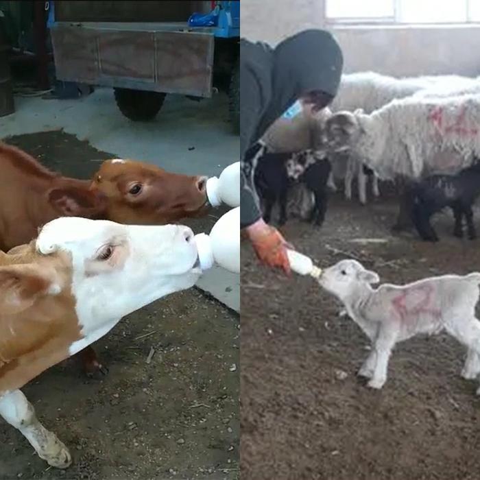 Botol + Dot Cempe 400ml Anak Kambing Silikon Dot Sapi Empeng Pedhet Silicon Botol Dot Kambing Bayi