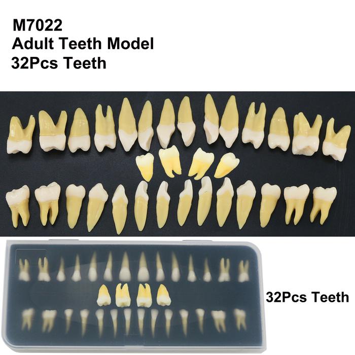 Dental 1:1 Adult Teeth Model Typodont Permanent Study Teach Upper