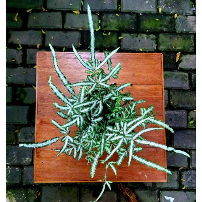 Tanaman hias pakis putih / silver lace vern / pteris ensiformis