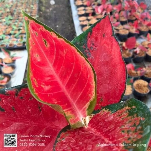 [Bisa Cod]Aglonema Sukson - Aglaonema Merah Merona - Suksom - Tumbuhan Hias Asli - Tumbuhan Hidup - 