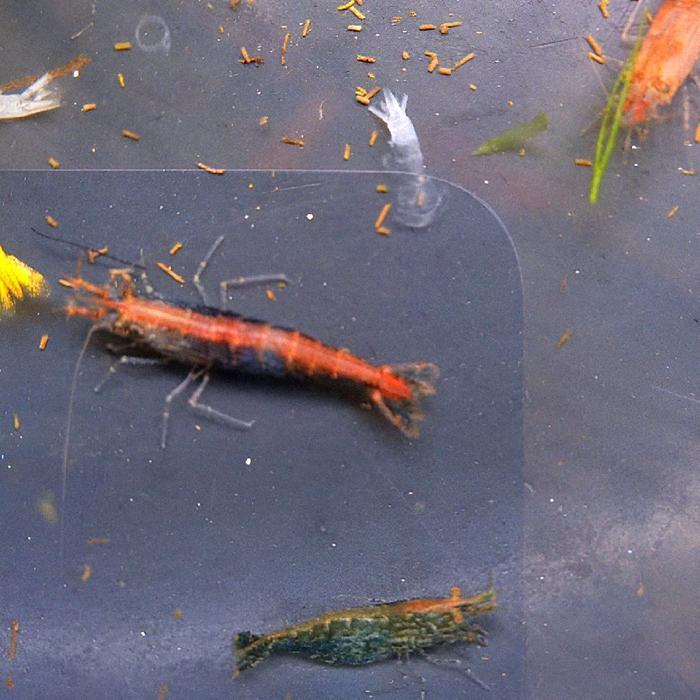 hiasan aquarium udang hias bambu/bamboo shrimp aquascape - ukuran 2/3 cm