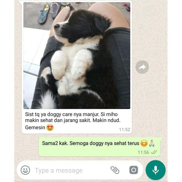 Pro B plek 1 BOLUS rasa jeruk-vitamin B kompleks hewan bkompleks