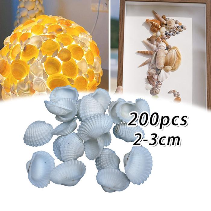 200Pcs Kerang Pantai / Cangkang Kerang Dara / Kerang Hias / Kerang Dekorasi