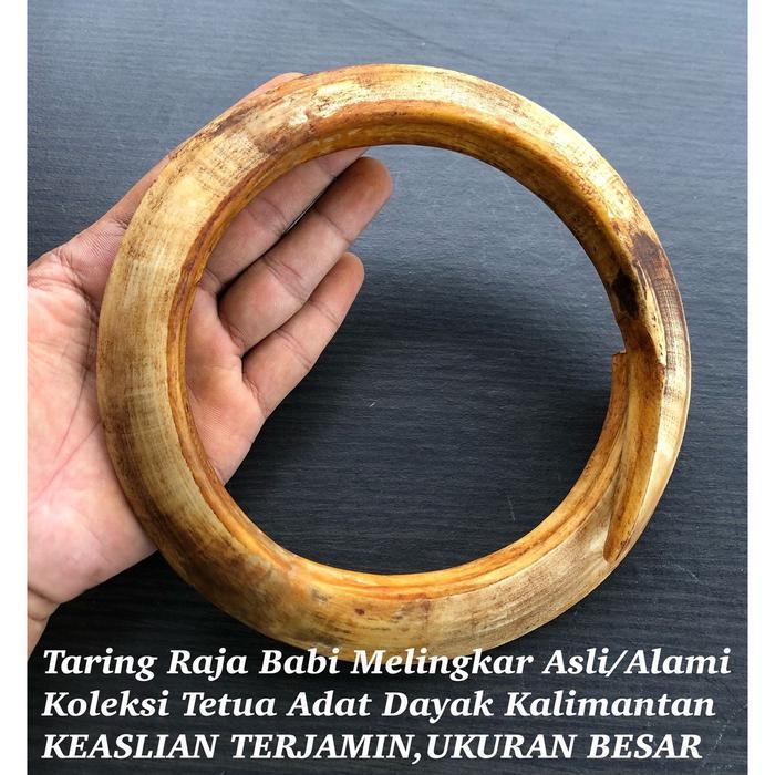 TERUJI Taring Babi Melingkar Asli Pedalaman Kalimantan XL0668