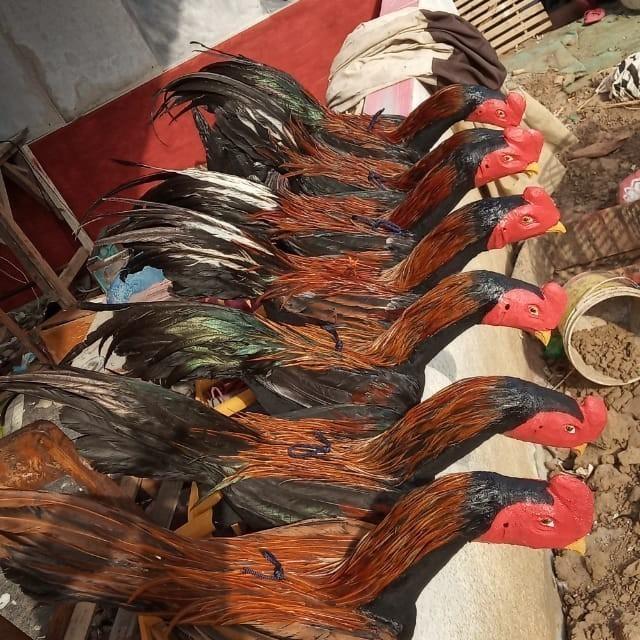 Boneka Latihan Ayam Aduan - Melatih Ayam Tarung