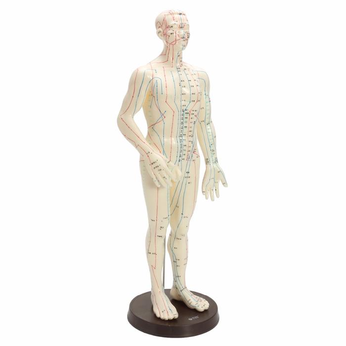 "Human Body Acupuncture Model Male Meridians Model Chart Book Base