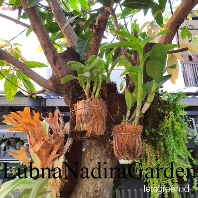 PROMO BIBIT Anggrek Dendrobium Ikat Sabut dan Pakis