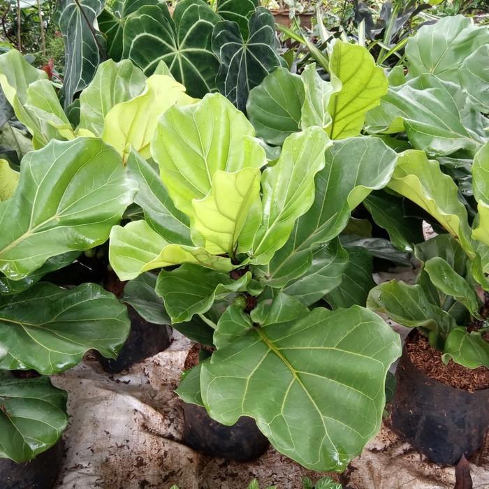 tanaman biola cantik - pohon ketapang biola cantik tinggi 50cm