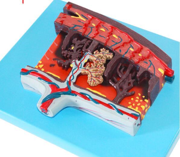 Placental tissue  model uterus vascular amnion anatomy