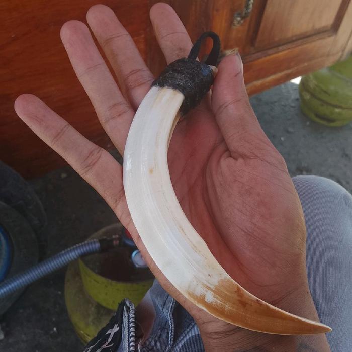 taring babi asli jumbo atas 10,5cm bawah 14,5cm