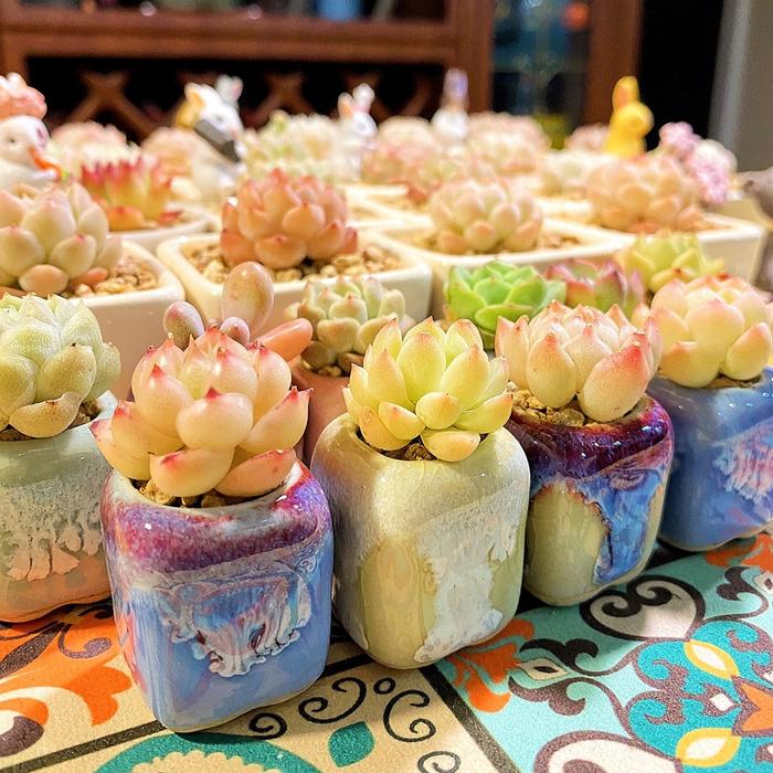 10Pcs Mini Ceramics Fowerpot Mini Lithops Cactus Succulent Plant Thumb Flowerpot Home Garden Bonsai 