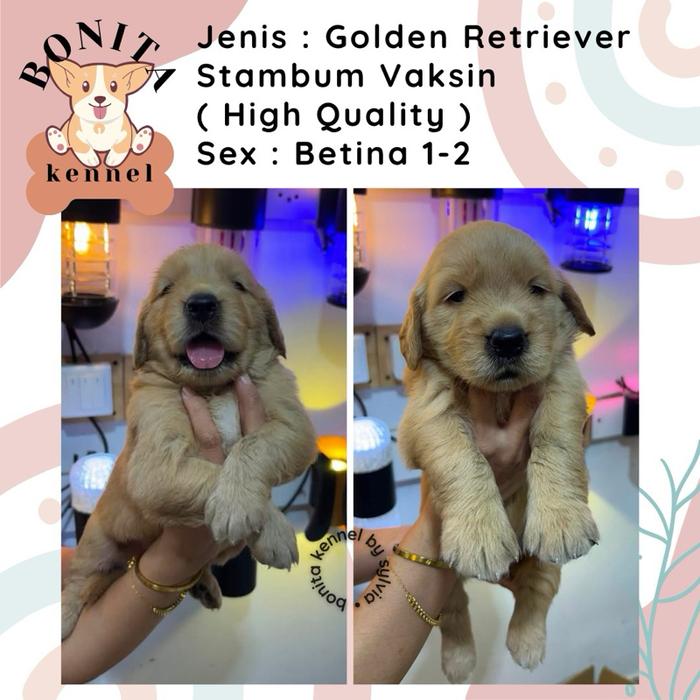 Golden Retriever Anak Anjing Golden Stambum Jantan Betina