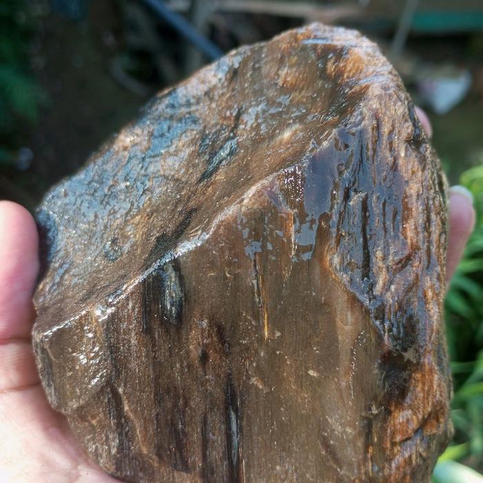 fosil kayu stigi laut kristal tembus cahaya