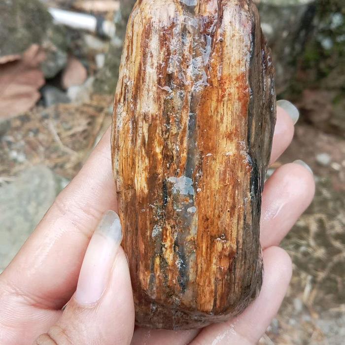 fosil kelor laut kendit kristal
