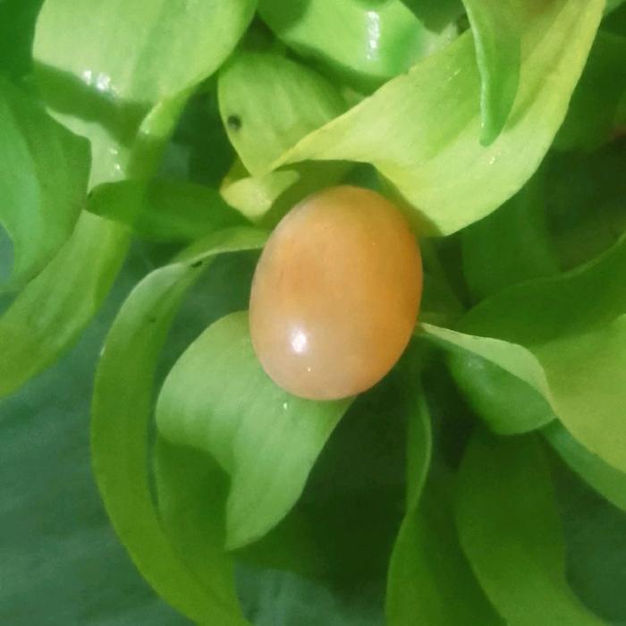 batu mustika pellett gondo wangi