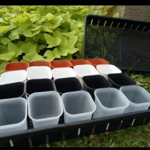 Tray 50 cm + Pot Kotak NKT 7 cm ( 20 pcs )